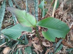 多年生植物状元薯，种来吃块茎或观赏，简单种植，一个块茎长多株