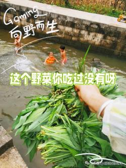 农村田间地头有什么能吃的野菜？4大季节9种，你记牢了没？