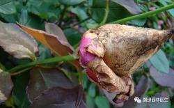 梅雨季园林植物六种常见叶部病害早知道！