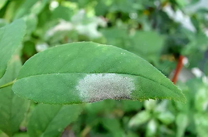 当植物的小医生！6种花园常见叶部病害识别与防治指南全部教给你