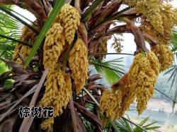 农村路边常见的5种植物，其实是能吃的野菜，只是你不知道