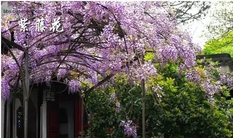 垂直花园首选-攀援植物