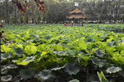 生活在水中的植物