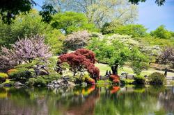 北方常绿植物名称及简介，收藏春天备用