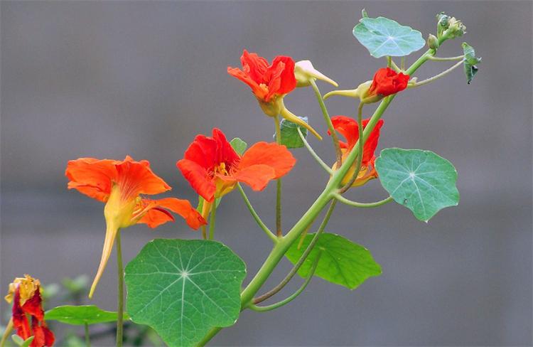 哪些花是在秋天开的？有10种花开在深秋里，庭院里随便养几种极美