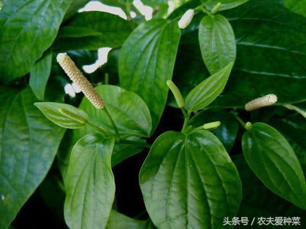 一种不起眼的野草，很多人都没见过，却是全身是宝的“好东西”