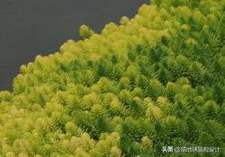 私家庭院水池中常用的12个沉水水生植物