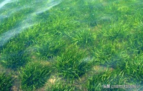 私家庭院水池中常用的12个沉水水生植物