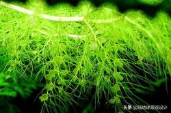 私家庭院水池中常用的12个沉水水生植物