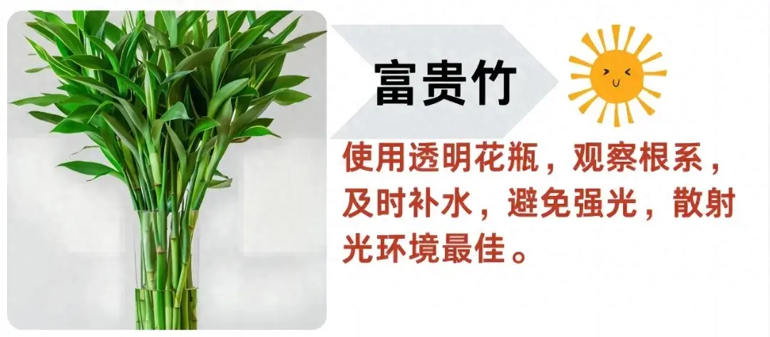 15 种水培绿植，省心好养颜值爆表 