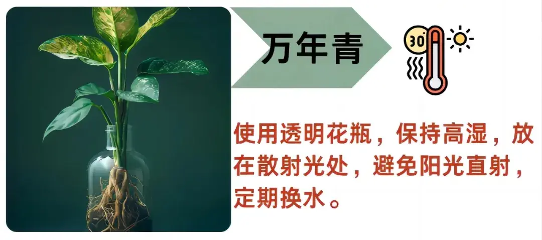 15 种水培绿植，省心好养颜值爆表 