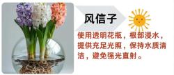 15 种水培绿植，省心好养颜值爆表 