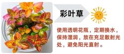 15 种水培绿植，省心好养颜值爆表 