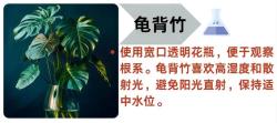 15 种水培绿植，省心好养颜值爆表 