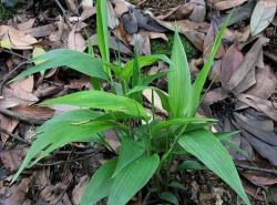 5种常用来泡凉茶喝的植物，广东人夏季常喝，你家山上可能也有