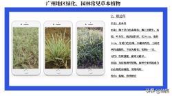 「园林绿化」广州地区常见草本植物，欢迎补充