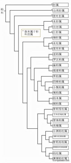 「地球生物全系列-植物篇」松柏目—柏科（二）