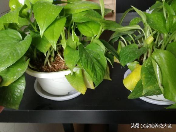 植物烂根怎么办？了解原因和补救方法，不怕养不好