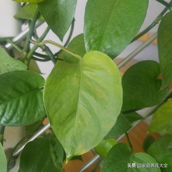 植物烂根怎么办？了解原因和补救方法，不怕养不好