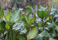 俗称“蕉芋”，儿时摘花当果汁喝，根块能做味精，如今成观赏植物