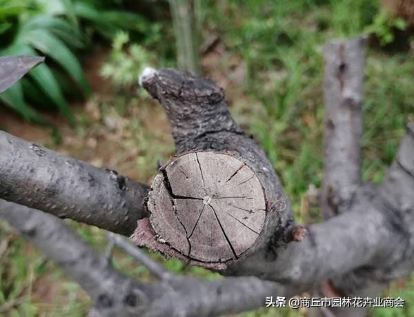 天天养植物，你知道草本和木本到底说的是啥吗