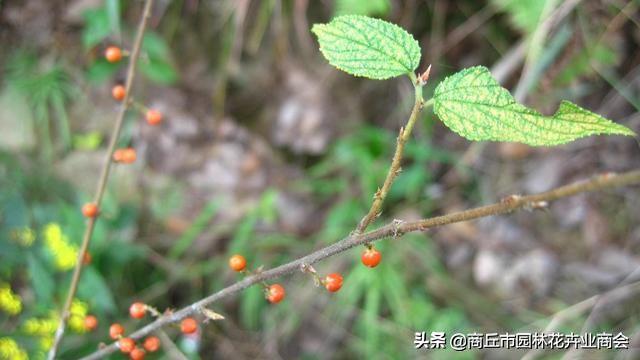 天天养植物，你知道草本和木本到底说的是啥吗