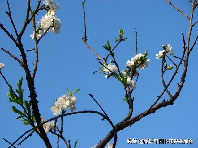 天天养植物，你知道草本和木本到底说的是啥吗