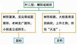 如何简易识别几种常见的柏科植物？