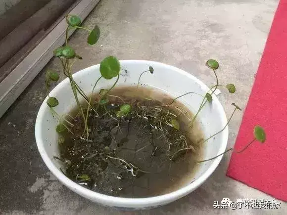 植物烂根4大原因，很多人都做过，1个小技巧教你解决