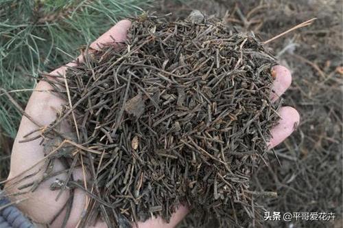 植物烂根不用怕，教你“5招”小技巧，再也不用担心烂根了