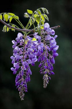 5种适合院子栽的藤蔓植物，各有特色，你家里养过吗？