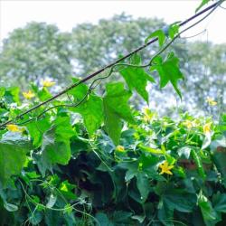 夏天天太热，这些花容易长成花窗帘，好看又遮阴