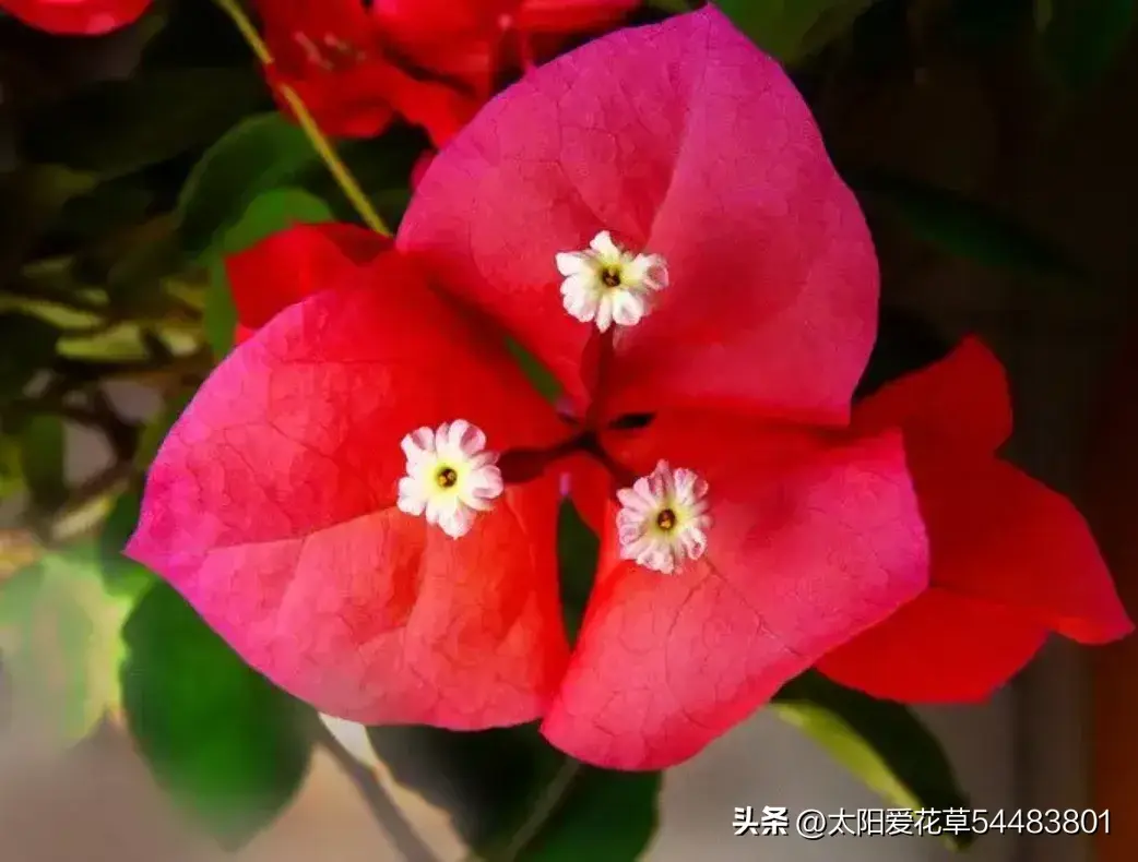 这4种“开花王”，漂亮好养又勤花，阳台一摆四季开花红艳艳