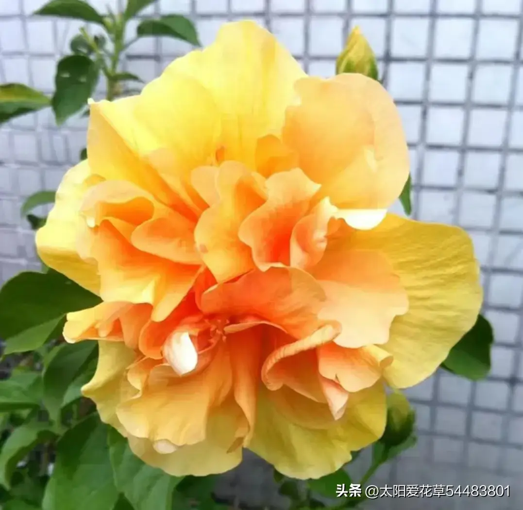 这4种“开花王”，漂亮好养又勤花，阳台一摆四季开花红艳艳