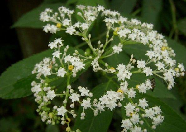 能赏花能泡酒，竹林里的“野草”，挖一棵少一棵，养护简单好寓意