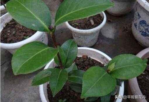 “4种情况”容易造成植物烂根，教你快速补救和预防烂根，很实用