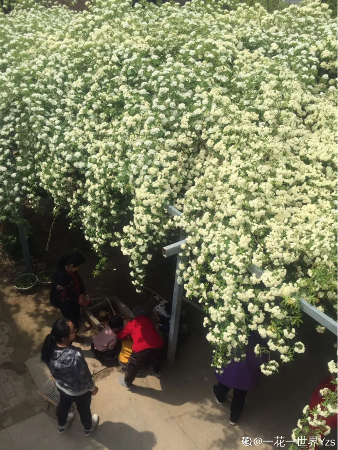 7种能养在屋顶开爆花的植物：听说屋顶开花，好运气来