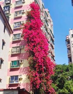 7种“爬藤花”，美如仙花，院子种一棵，一年爬满墙，赏花一辈子