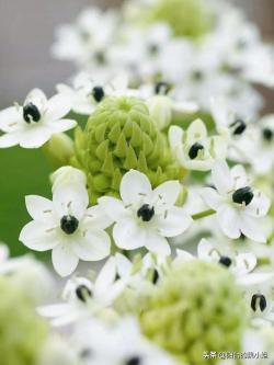 原来切花伯利恒之星（天鹅绒）在土里长这样，附养护种植技巧