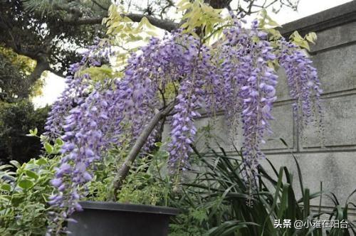 屋顶花园，种这4种植物，爬藤多开花多，好养美观，开成一片花海