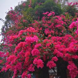 此款木本花卉，花色姹紫千红，全年盛花，盆栽也可以，北方也能种