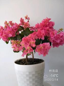 此款木本花卉，花色姹紫千红，全年盛花，盆栽也可以，北方也能种