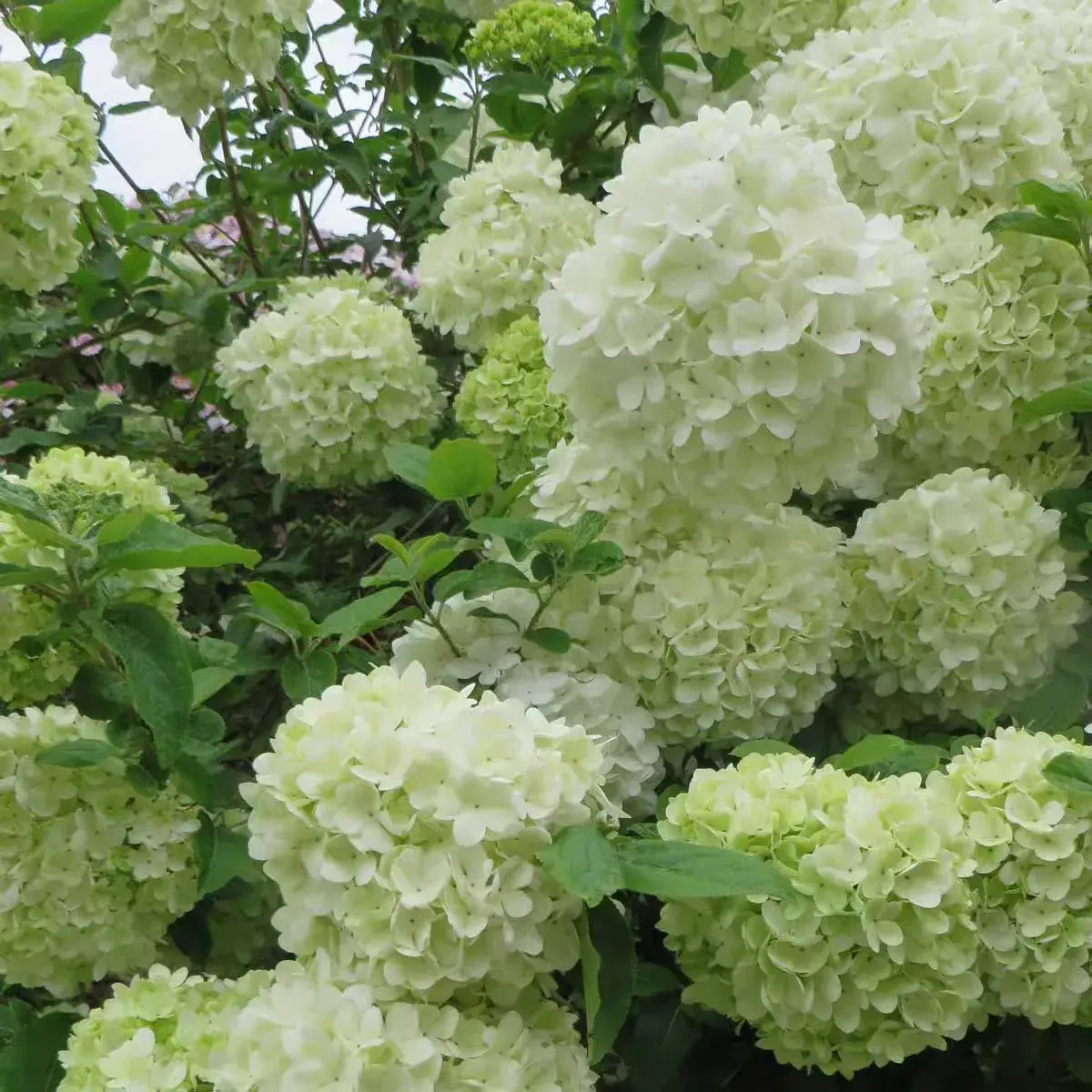 花园花木“100种”，姹紫嫣红形态各异，总有一款你喜欢