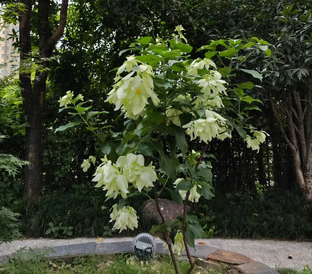 花园花木“100种”，姹紫嫣红形态各异，总有一款你喜欢