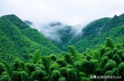 很有趣的生物学知识：竹子是草本植物