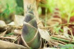 很有趣的生物学知识：竹子是草本植物