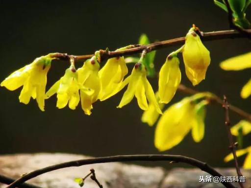 快收下这份百花图谱，让你啥花都能叫上名！