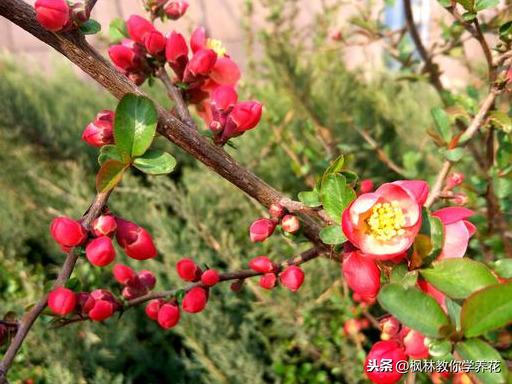 盆栽木本海棠花，哪个季节，移植成活率最高？其中有啥门道