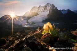 罕见的天山雪莲，世上最不怕冷的花