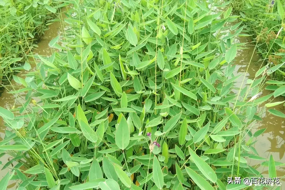 秋季推荐！21种净化水质有奇效的植物